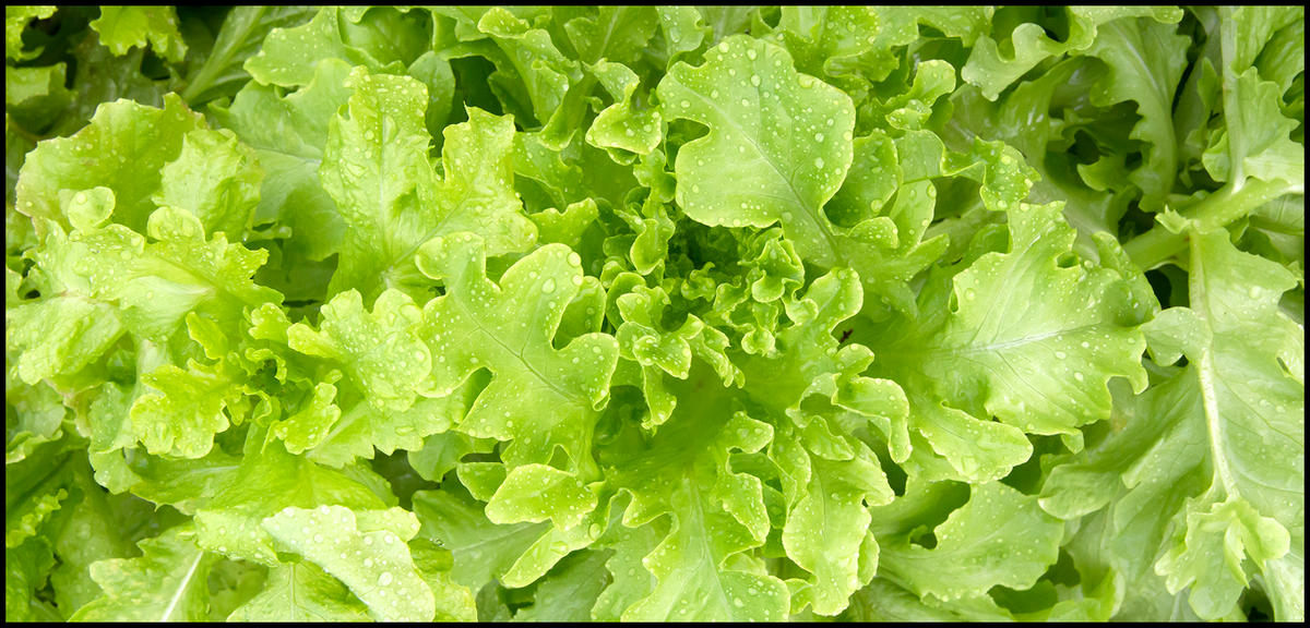 Two Local Students Chosen as Winners of Feeding San Diego and the Comic-Con Museum’s Hunger Action Hero Art Contest